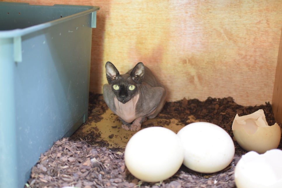 Little Zoo Jari-Ju: A Family-Friendly Zoo for Visiting with Babies - 6