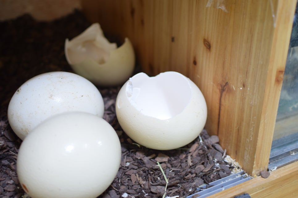 Little Zoo Jari-Ju: A Family-Friendly Zoo for Visiting with Babies - 8