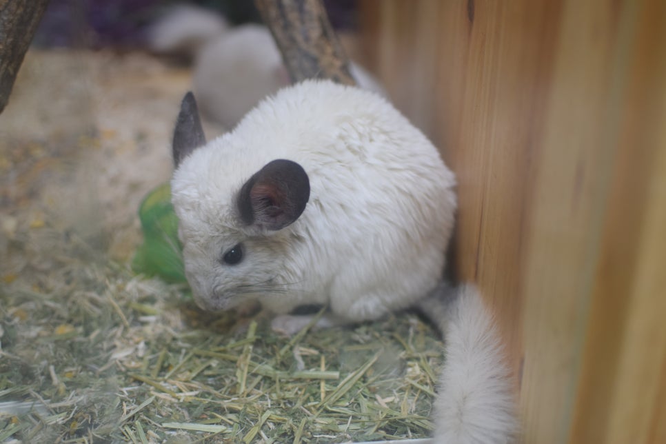 Little Zoo Jari-Ju: A Family-Friendly Zoo for Visiting with Babies - 9