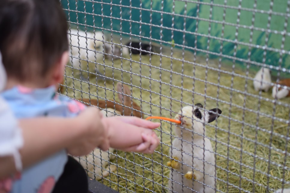 Little Zoo Jari-Ju: A Family-Friendly Zoo for Visiting with Babies - 10