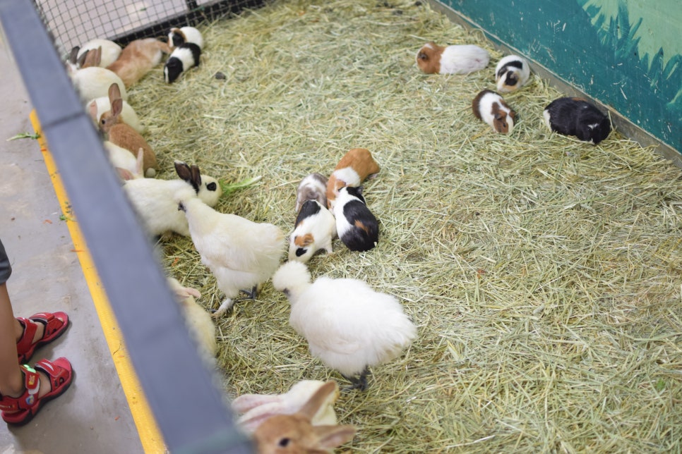 Little Zoo Jari-Ju: A Family-Friendly Zoo for Visiting with Babies - 12