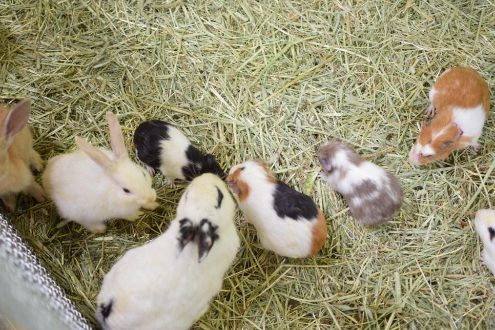 Little Zoo Jari-Ju: A Family-Friendly Zoo for Visiting with Babies - 13