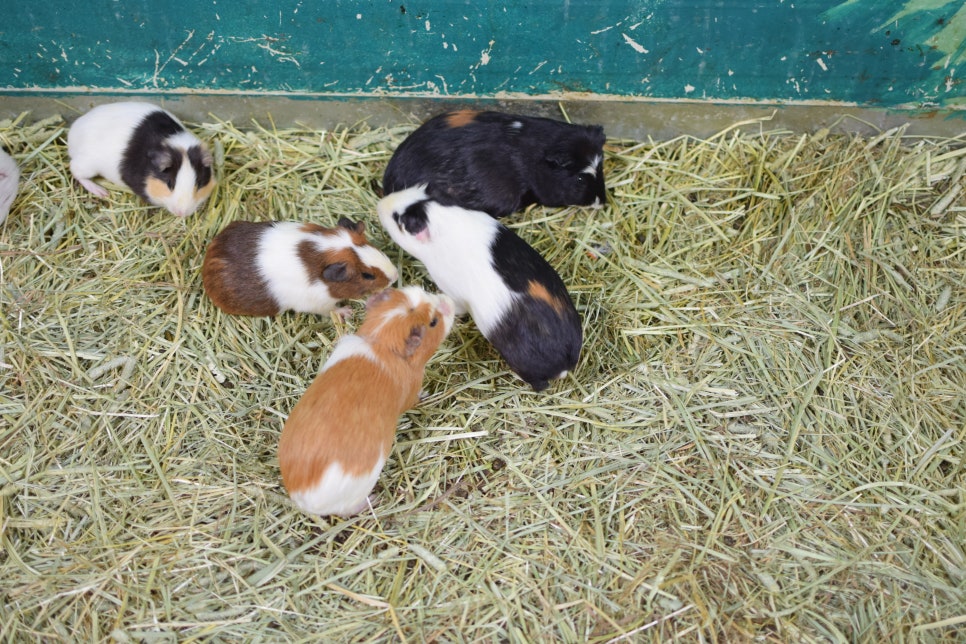 Little Zoo Jari-Ju: A Family-Friendly Zoo for Visiting with Babies - 14