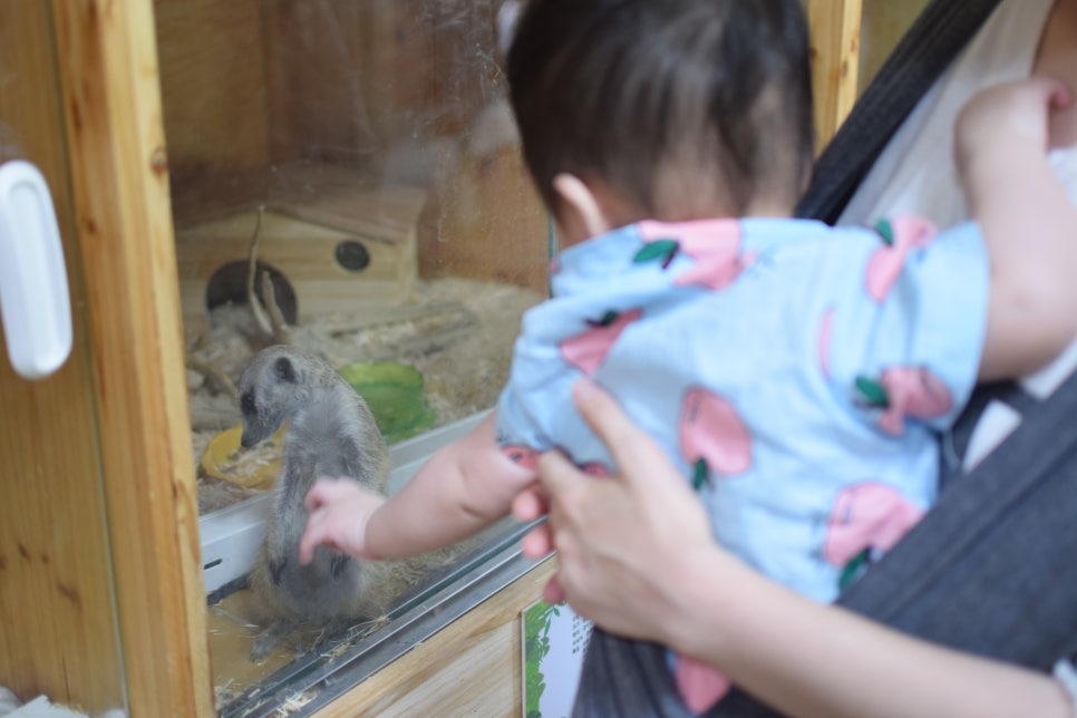 Little Zoo Jari-Ju: A Family-Friendly Zoo for Visiting with Babies - 20