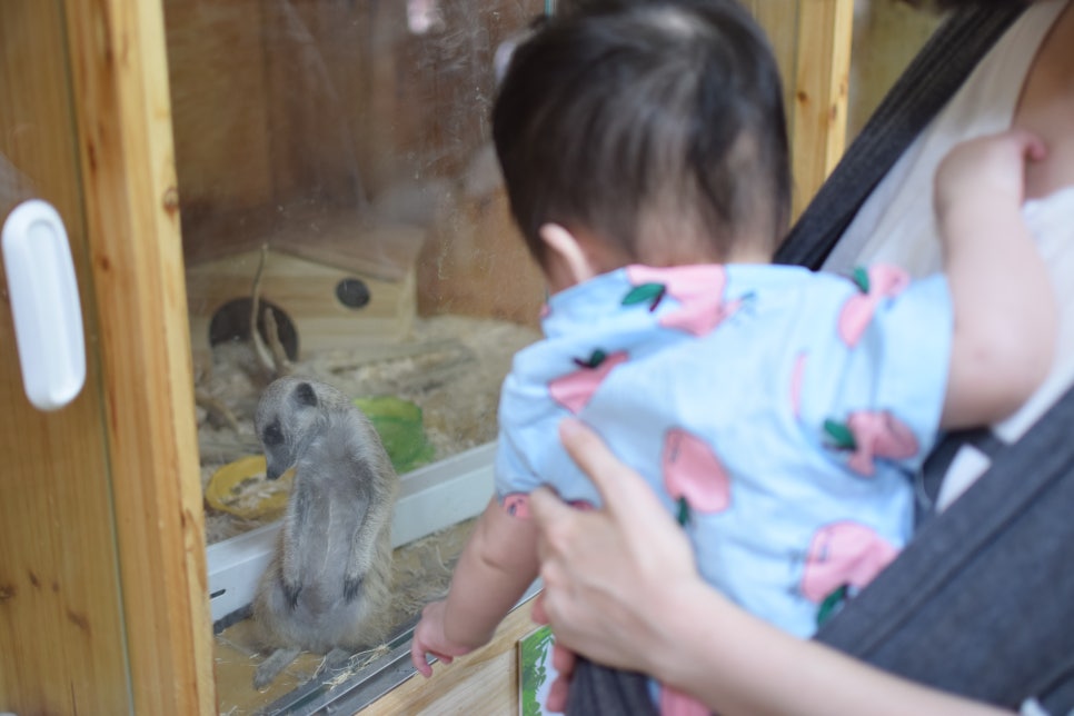 Little Zoo Jari-Ju: A Family-Friendly Zoo for Visiting with Babies - 21