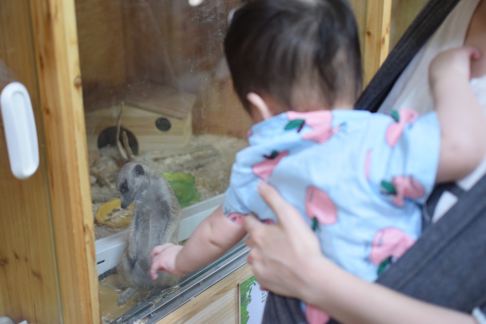 Little Zoo Jari-Ju: A Family-Friendly Zoo for Visiting with Babies - 22