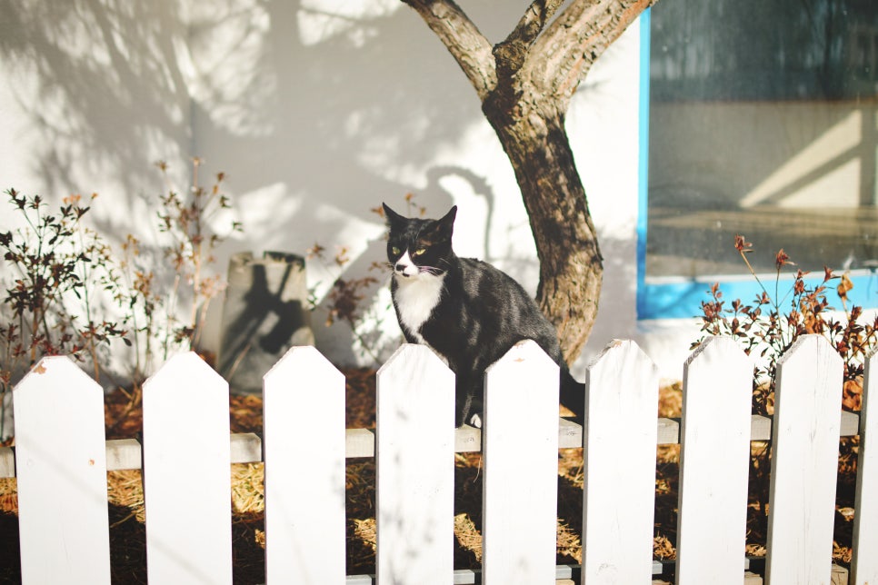 Exotic City of Santorini Background in Tangjeong Mediterranean Village, Asan photo 12
