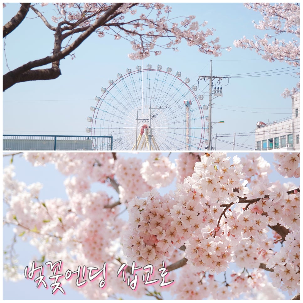 Cherry Blossom Ending: A Great Place to Visit with Kids at Sapgyoho, Is This Osaka, Japan?