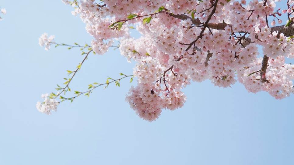 Cherry Blossom Ending: A Great Place to Visit with Kids at Sapgyoho, Is This Osaka, Japan? photo 2