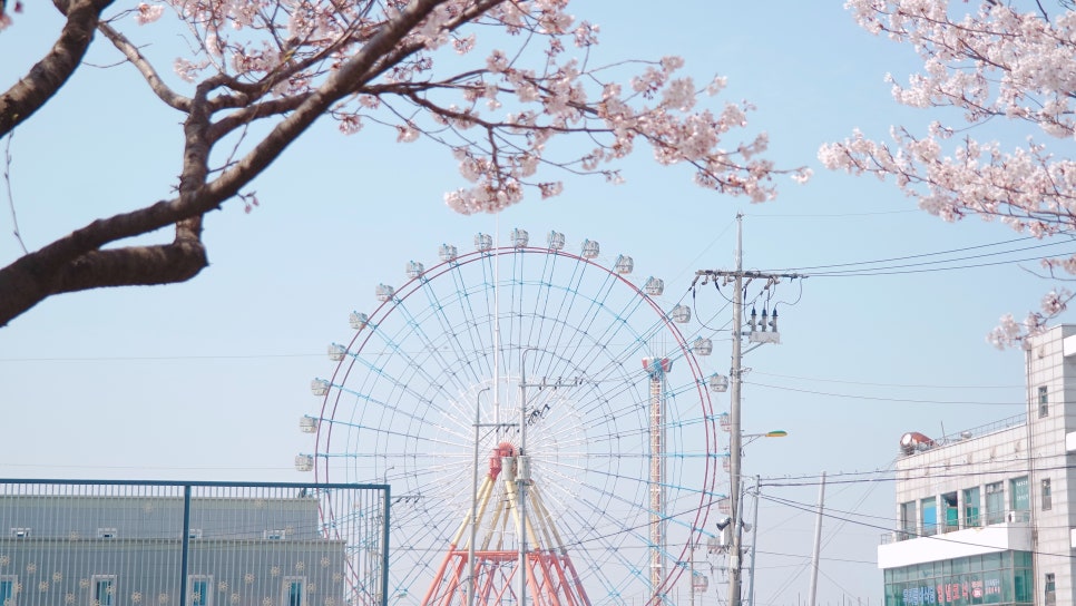 Cherry Blossom Ending: A Great Place to Visit with Kids at Sapgyoho, Is This Osaka, Japan? photo 3