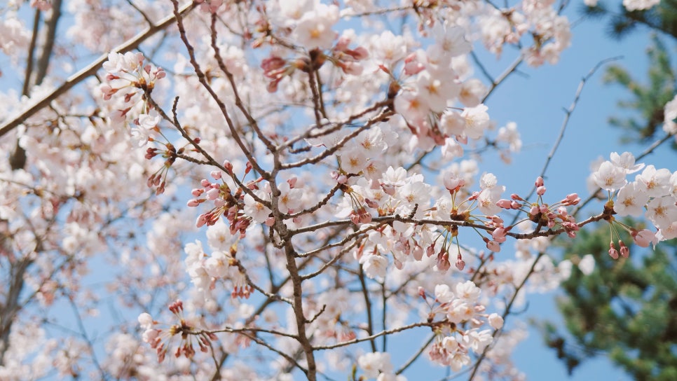 Cherry Blossom Ending: A Great Place to Visit with Kids at Sapgyoho, Is This Osaka, Japan? photo 4