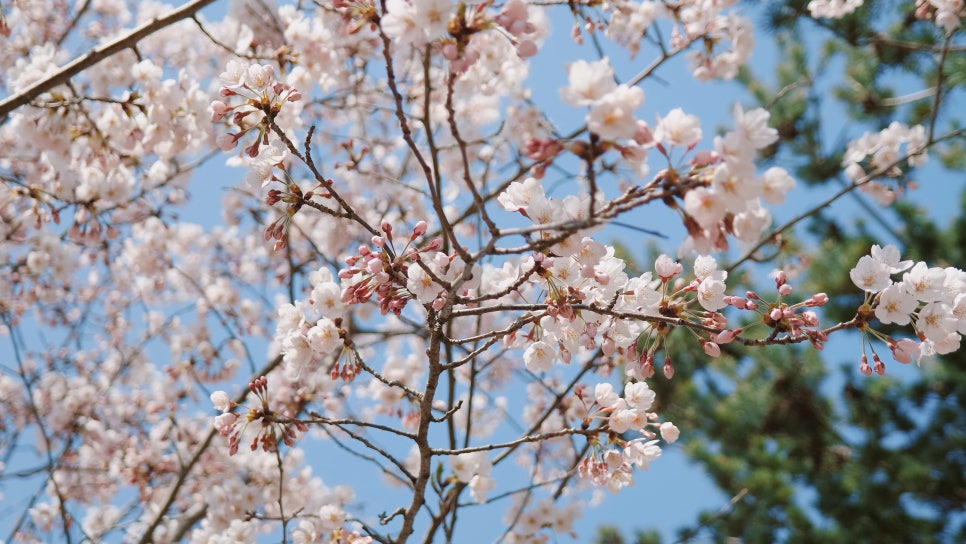 Cherry Blossom Ending: A Great Place to Visit with Kids at Sapgyoho, Is This Osaka, Japan? photo 5