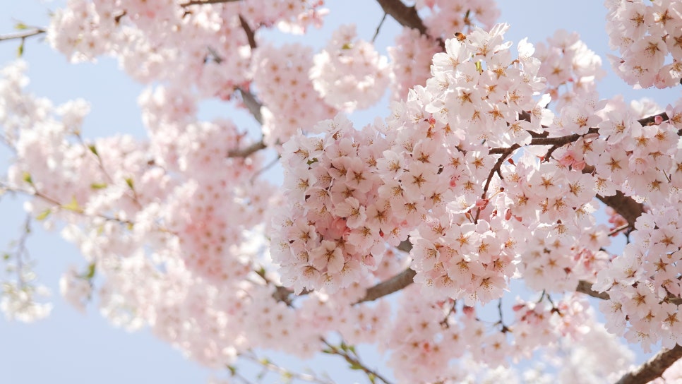 Cherry Blossom Ending: A Great Place to Visit with Kids at Sapgyoho, Is This Osaka, Japan? photo 6