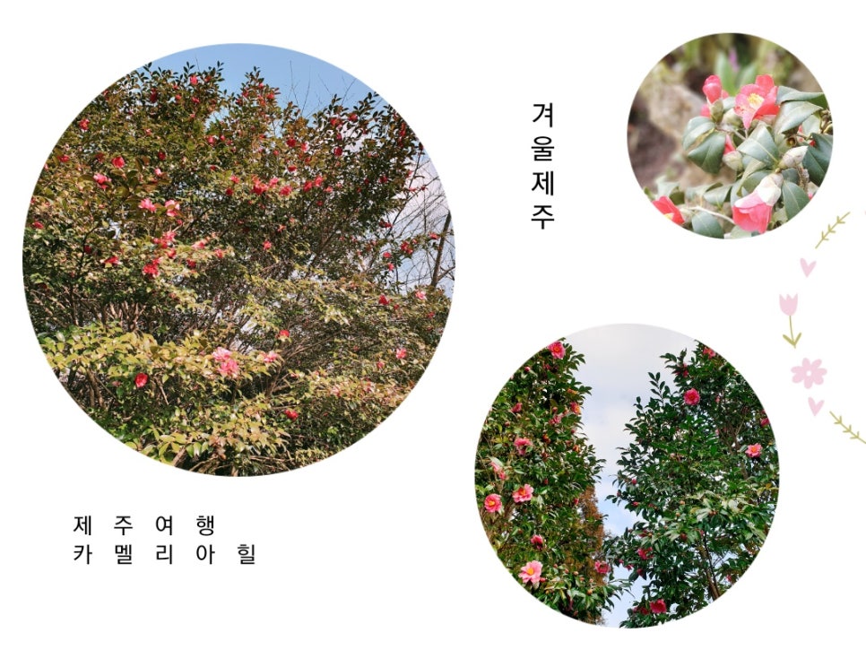 Traveling to Jeju with a 16-Month-Old Baby / Camellia Hill / Winter Flower Viewing / Day 2