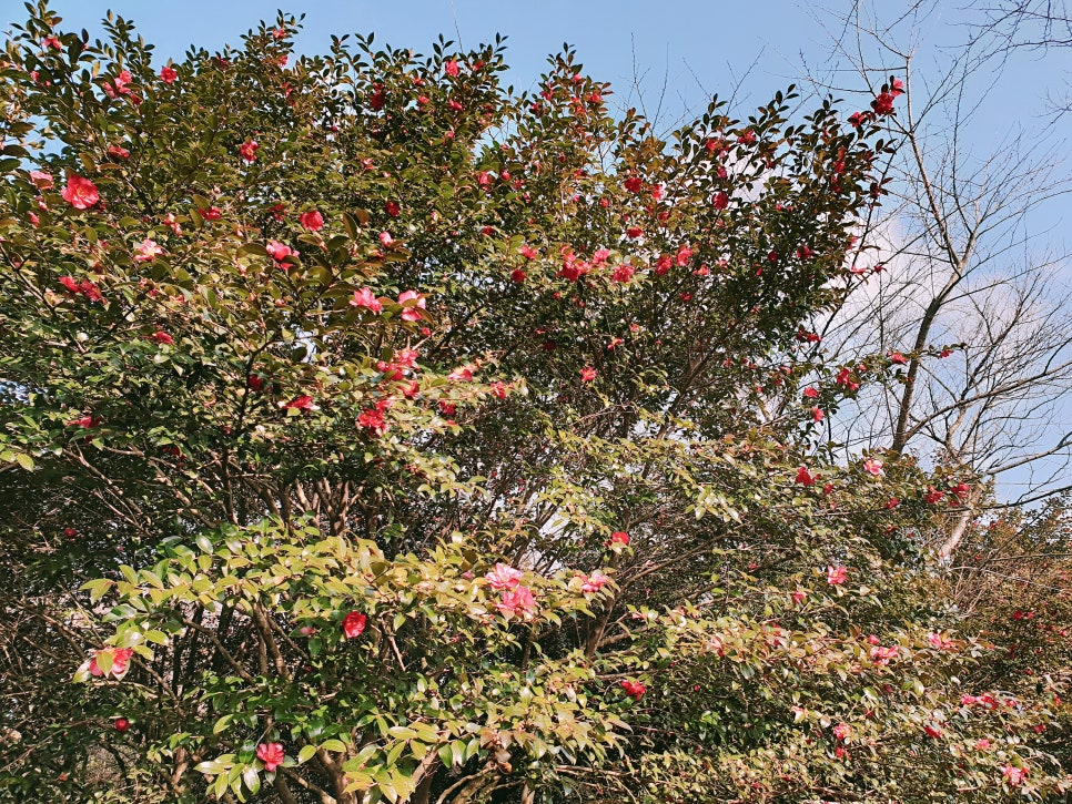 Traveling to Jeju with a 16-Month-Old Baby / Camellia Hill / Winter Flower Viewing / Day 2 photo 2
