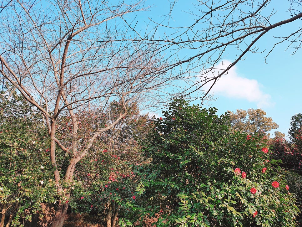 Traveling to Jeju with a 16-Month-Old Baby / Camellia Hill / Winter Flower Viewing / Day 2 photo 3