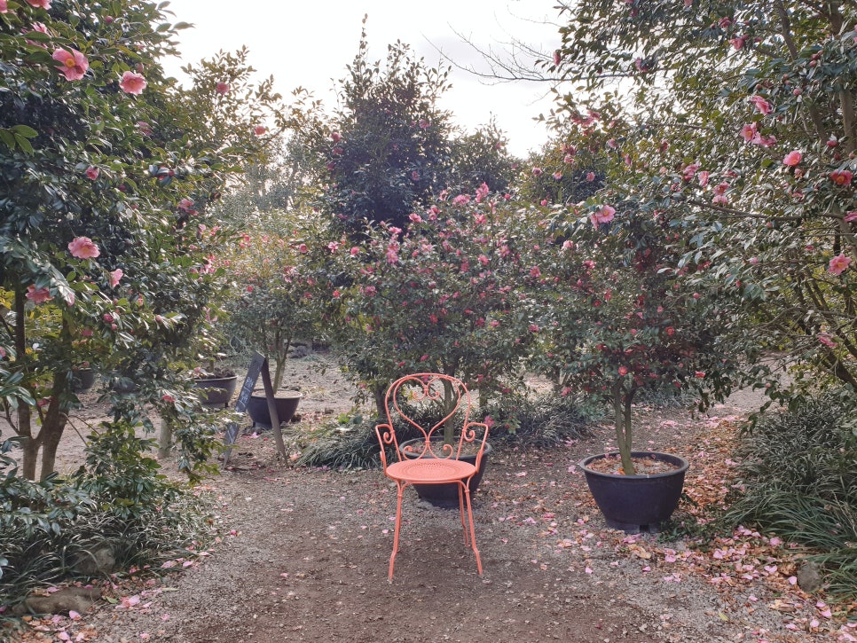 Traveling to Jeju with a 16-Month-Old Baby / Camellia Hill / Winter Flower Viewing / Day 2 photo 4