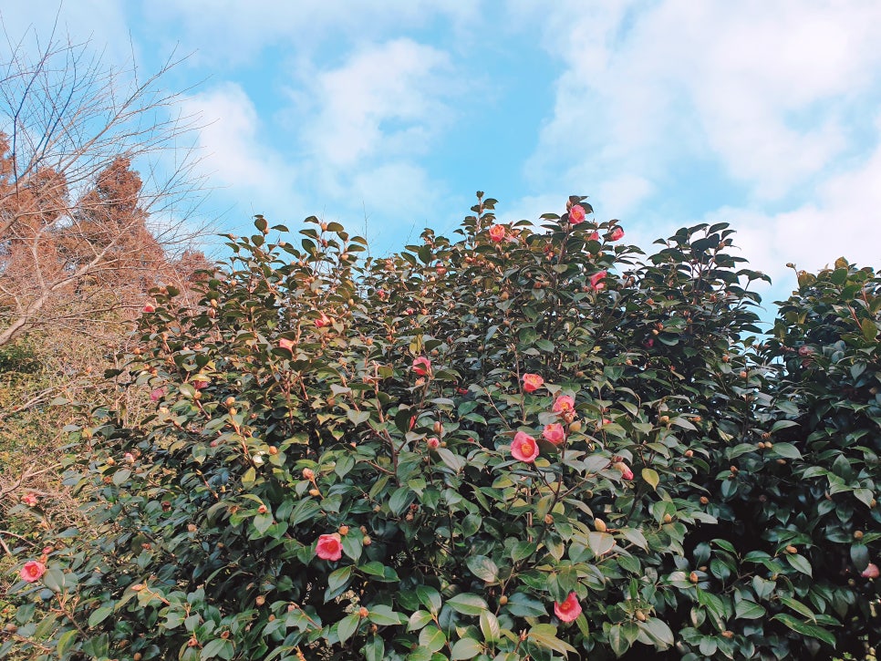 Traveling to Jeju with a 16-Month-Old Baby / Camellia Hill / Winter Flower Viewing / Day 2 photo 7