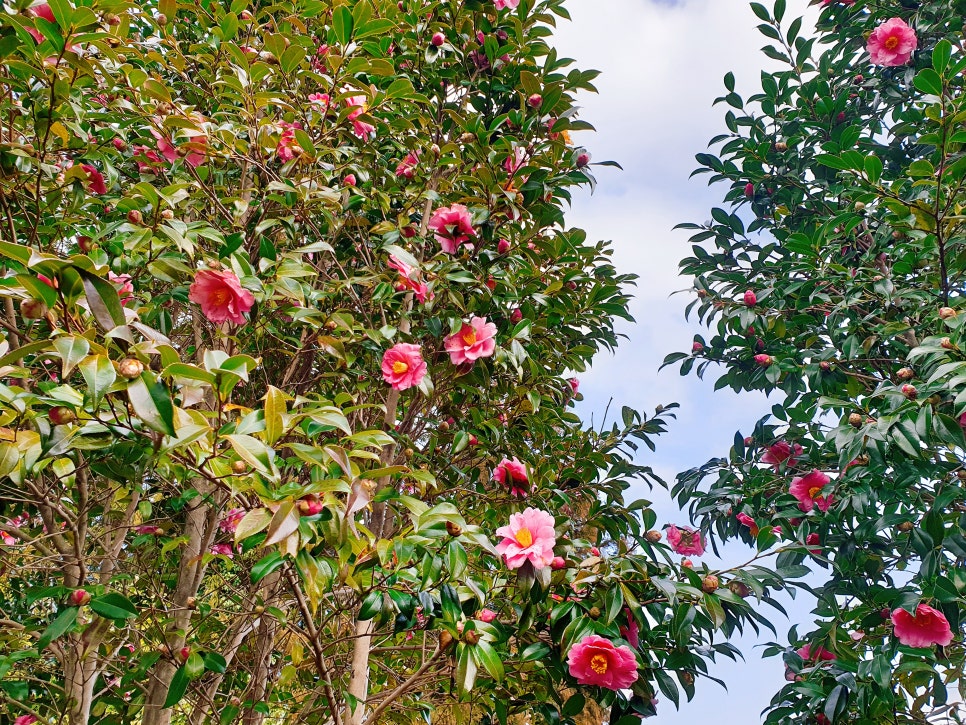 Traveling to Jeju with a 16-Month-Old Baby / Camellia Hill / Winter Flower Viewing / Day 2 photo 8