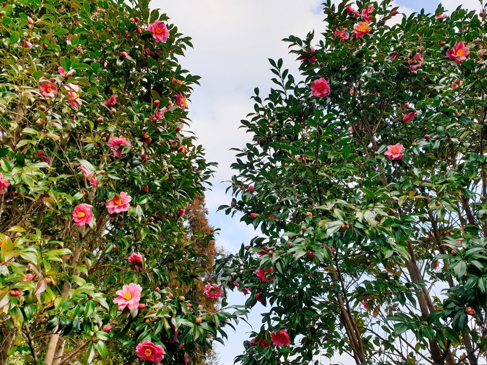 Traveling to Jeju with a 16-Month-Old Baby / Camellia Hill / Winter Flower Viewing / Day 2 photo 9