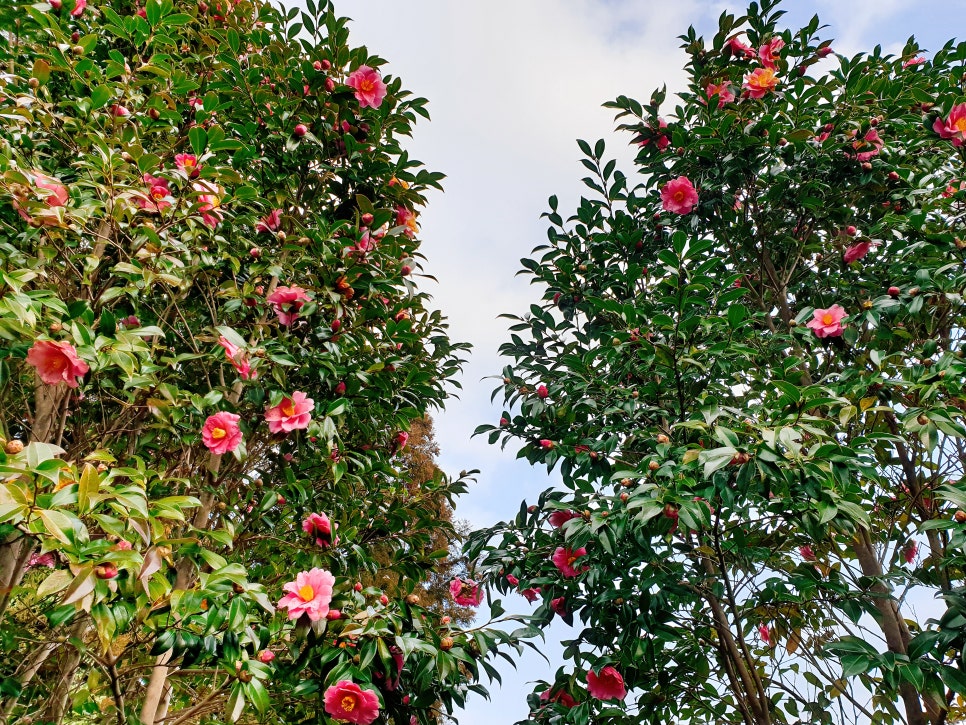 Traveling to Jeju with a 16-Month-Old Baby / Camellia Hill / Winter Flower Viewing / Day 2 photo 10