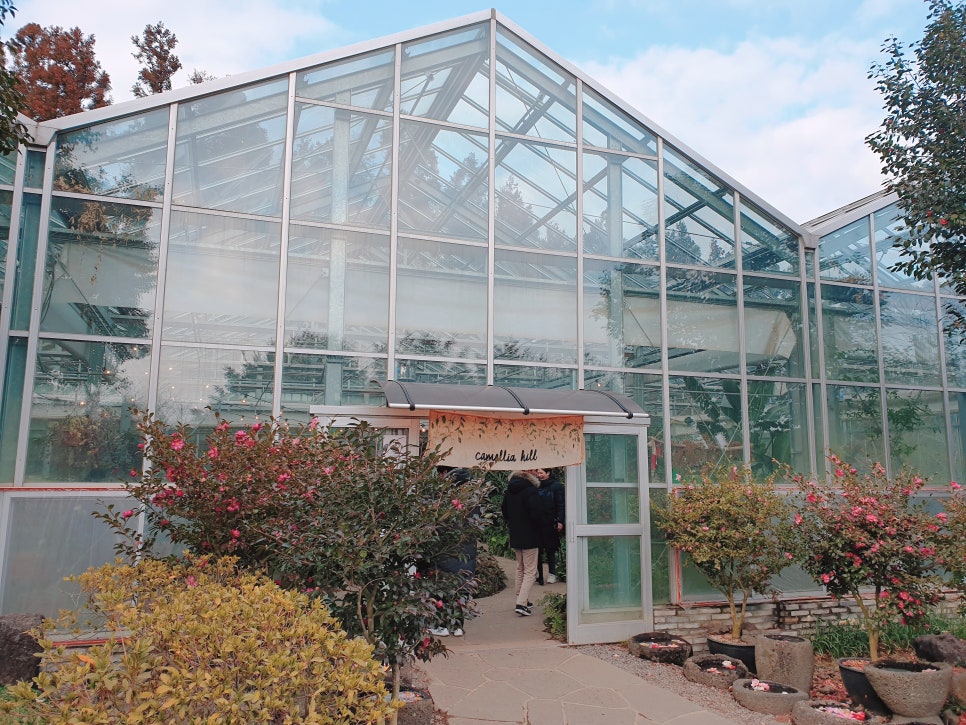 Traveling to Jeju with a 16-Month-Old Baby / Camellia Hill / Winter Flower Viewing / Day 2 photo 11