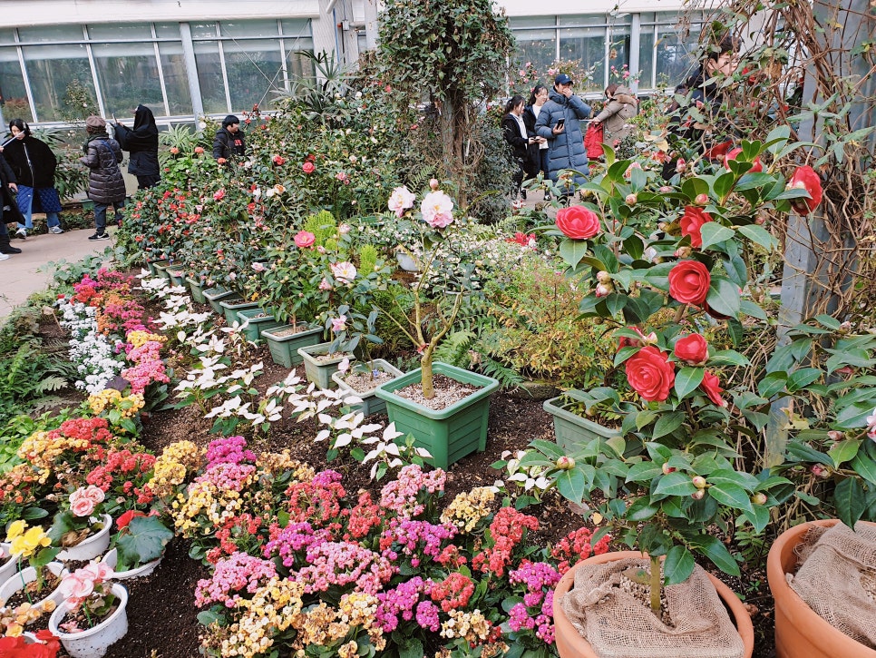 Traveling to Jeju with a 16-Month-Old Baby / Camellia Hill / Winter Flower Viewing / Day 2 photo 12