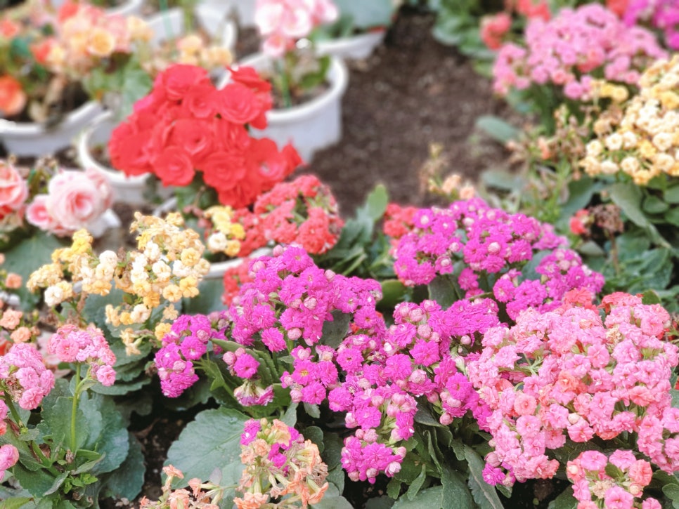 Traveling to Jeju with a 16-Month-Old Baby / Camellia Hill / Winter Flower Viewing / Day 2 photo 13