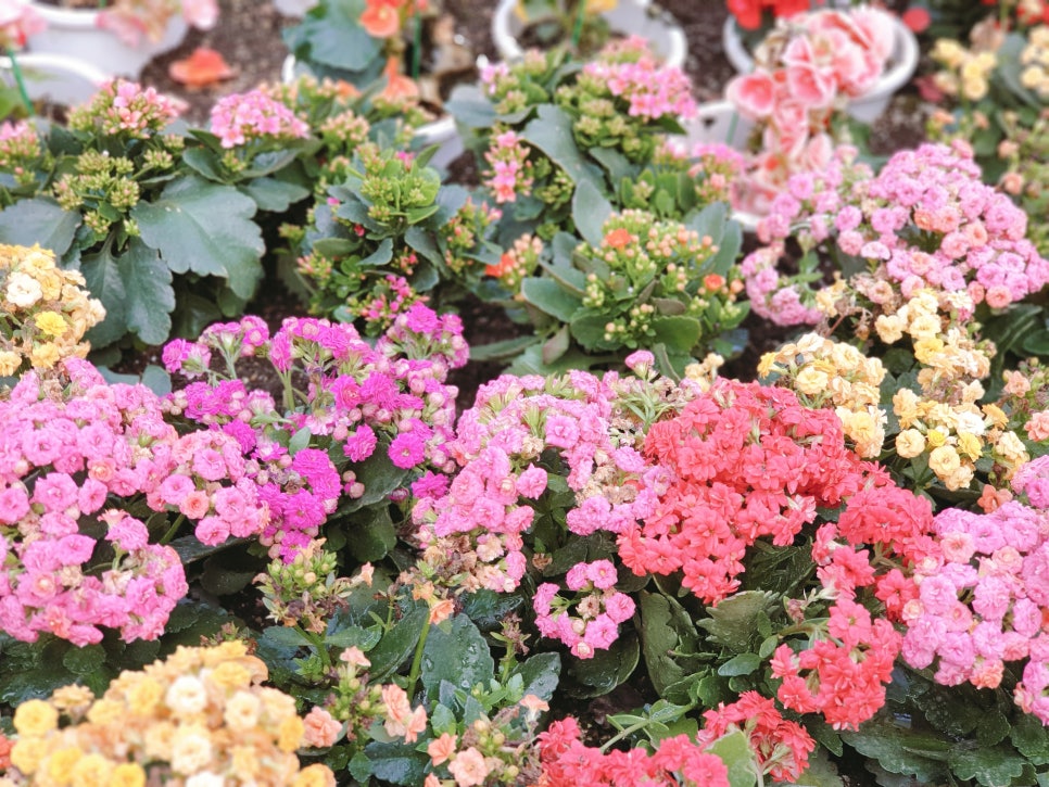 Traveling to Jeju with a 16-Month-Old Baby / Camellia Hill / Winter Flower Viewing / Day 2 photo 14