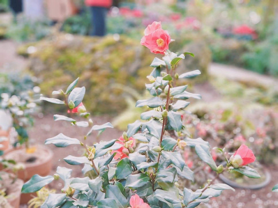 Traveling to Jeju with a 16-Month-Old Baby / Camellia Hill / Winter Flower Viewing / Day 2 photo 15