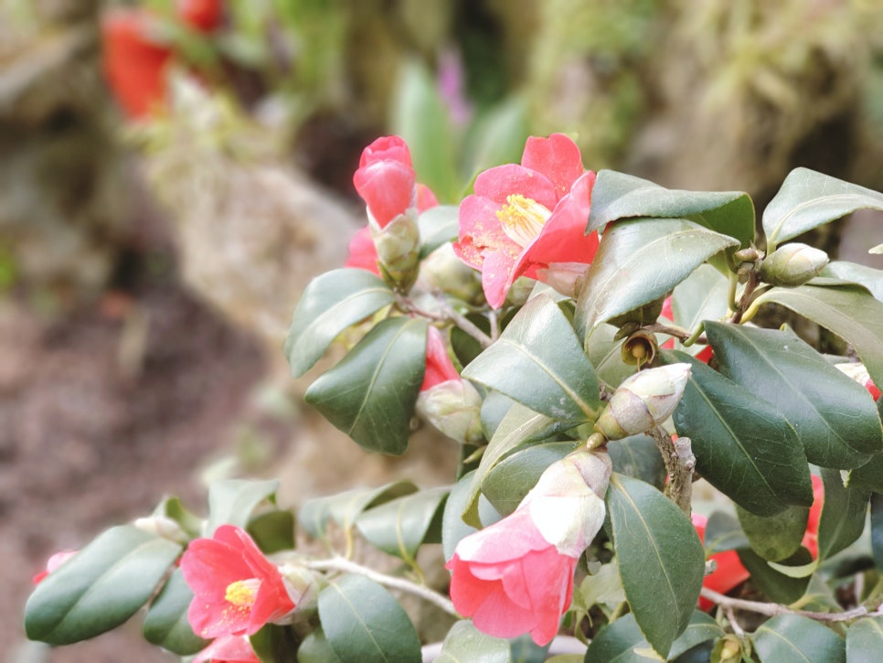 Traveling to Jeju with a 16-Month-Old Baby / Camellia Hill / Winter Flower Viewing / Day 2 photo 16