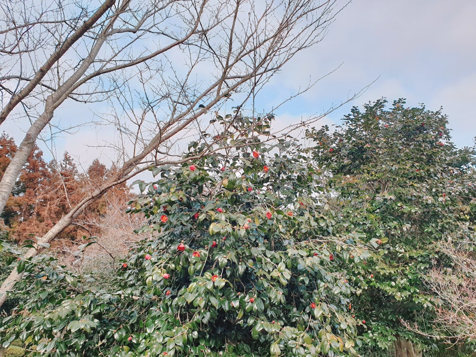 Traveling to Jeju with a 16-Month-Old Baby / Camellia Hill / Winter Flower Viewing / Day 2 photo 17