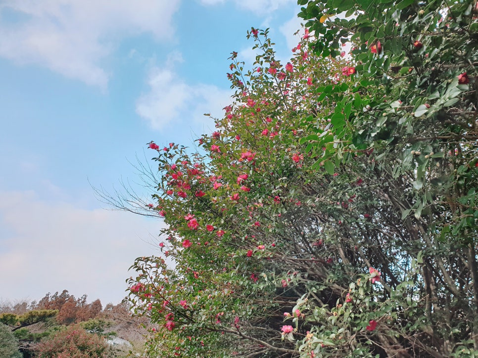 Traveling to Jeju with a 16-Month-Old Baby / Camellia Hill / Winter Flower Viewing / Day 2 photo 18