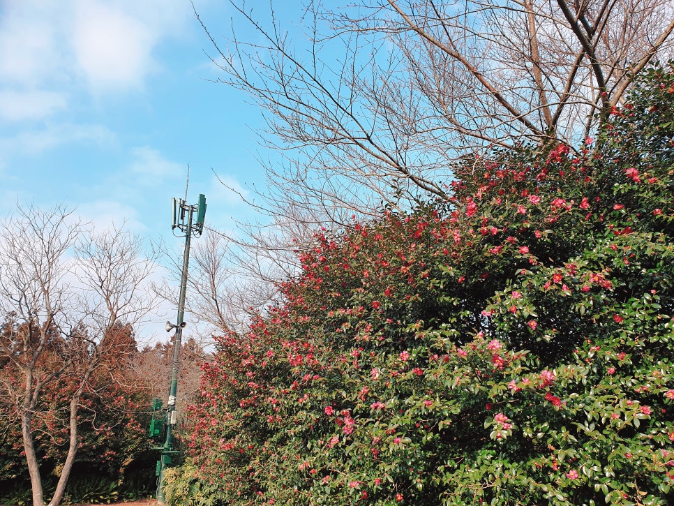 Traveling to Jeju with a 16-Month-Old Baby / Camellia Hill / Winter Flower Viewing / Day 2 photo 19