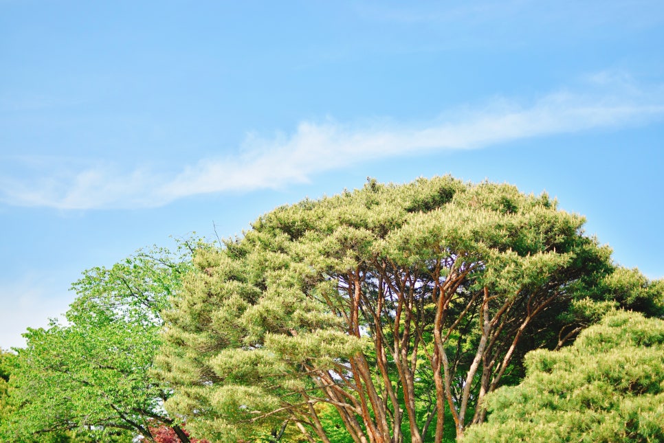 Traveling Together: The Beautiful Hyeonchungsa in All Four Seasons, Perfect for Visiting with Kids photo 9
