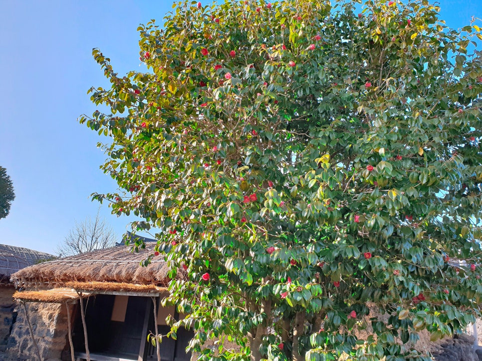 Traveling to Jeju with a 16-Month-Old Baby: Exploring Seongeup Folk Village photo 9