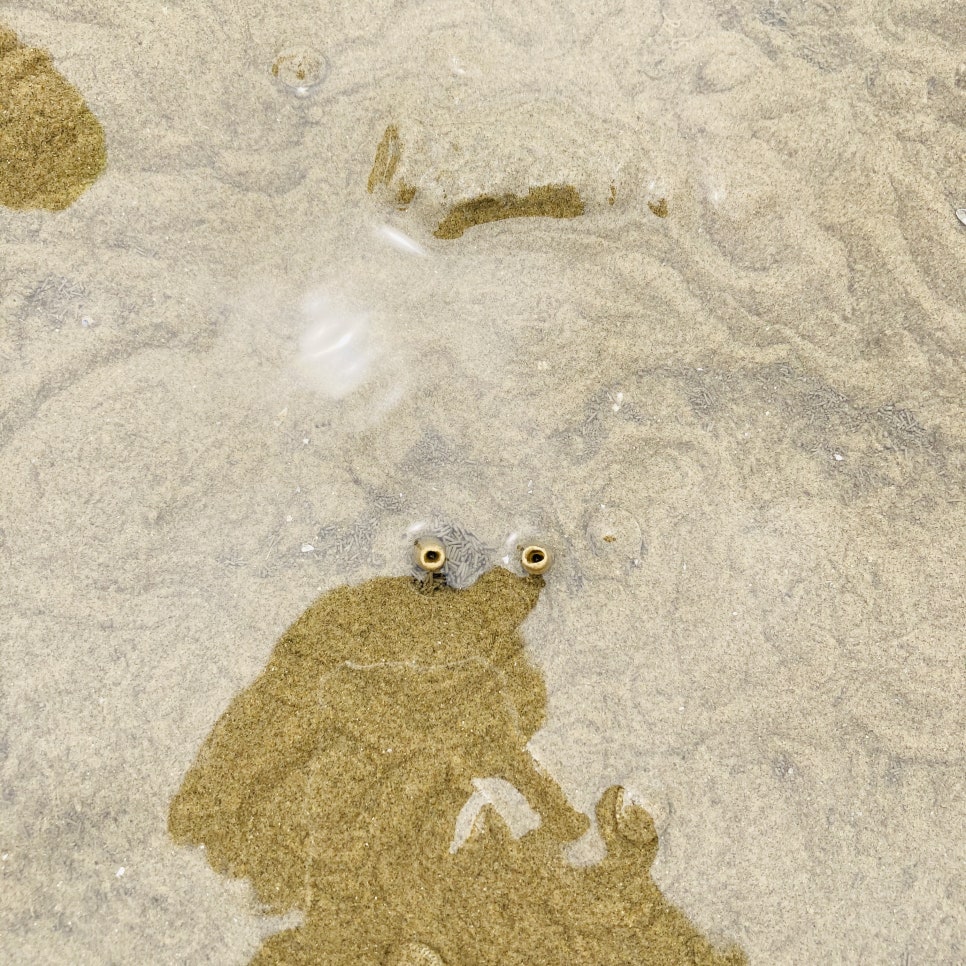 Clam Digging Experience at Mongsanpo and Dalsanpo Beaches: Family-friendly Clam Digging Points and Delicious Clams photo 18