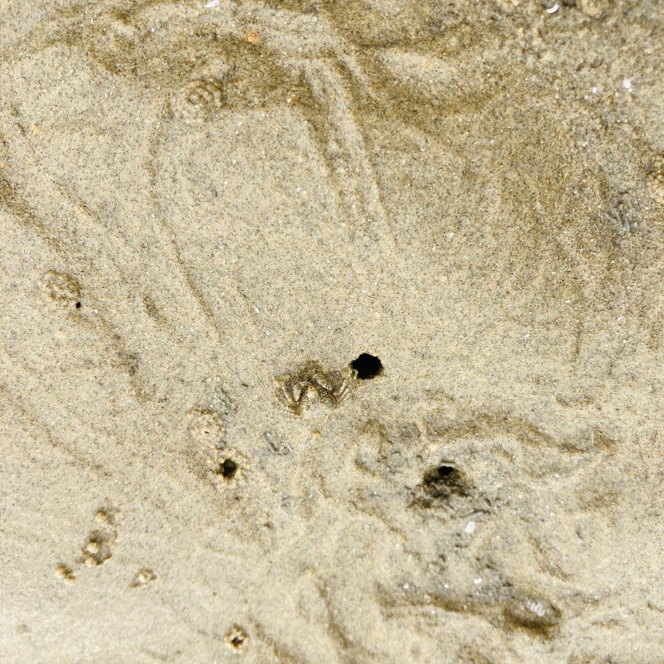 Clam Digging Experience at Mongsanpo and Dalsanpo Beaches: Family-friendly Clam Digging Points and Delicious Clams photo 19