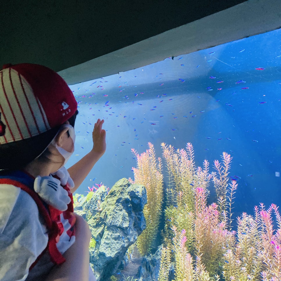 Places to Visit in Seoul with Kids: Hanwha 63 Aqua Planet Seoul Aquarium and Mermaid Show photo 3