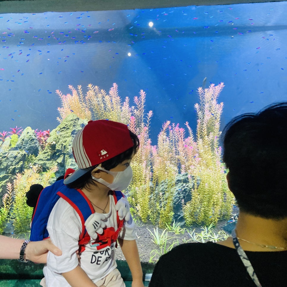 Places to Visit in Seoul with Kids: Hanwha 63 Aqua Planet Seoul Aquarium and Mermaid Show photo 4