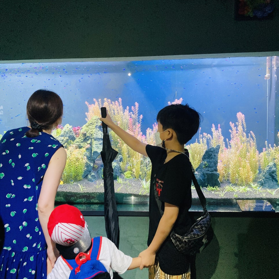 Places to Visit in Seoul with Kids: Hanwha 63 Aqua Planet Seoul Aquarium and Mermaid Show photo 5