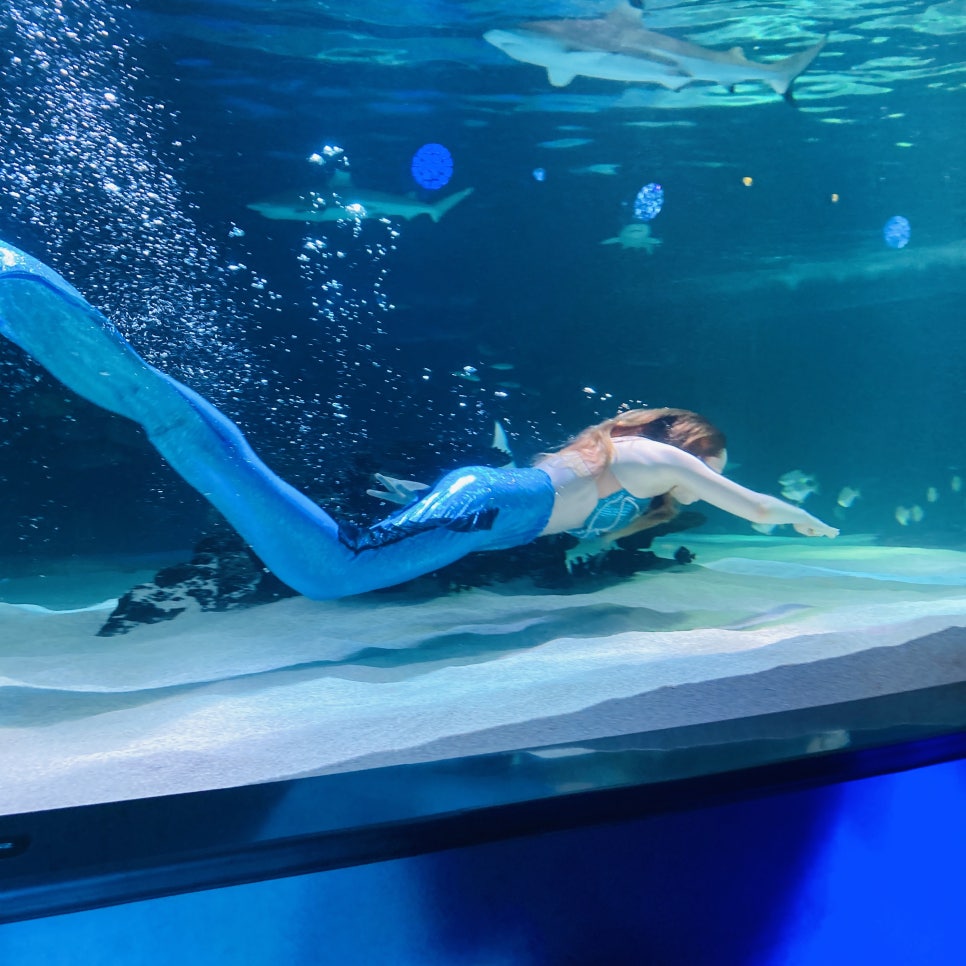 Places to Visit in Seoul with Kids: Hanwha 63 Aqua Planet Seoul Aquarium and Mermaid Show photo 9