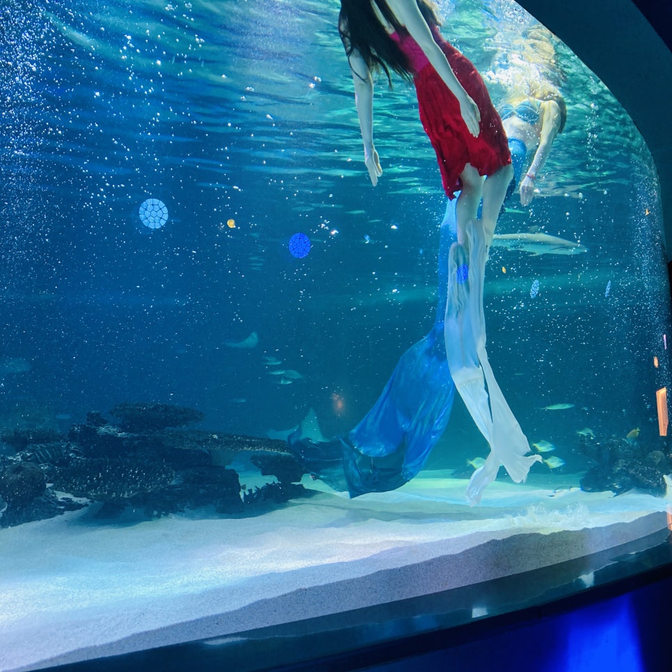 Places to Visit in Seoul with Kids: Hanwha 63 Aqua Planet Seoul Aquarium and Mermaid Show photo 10