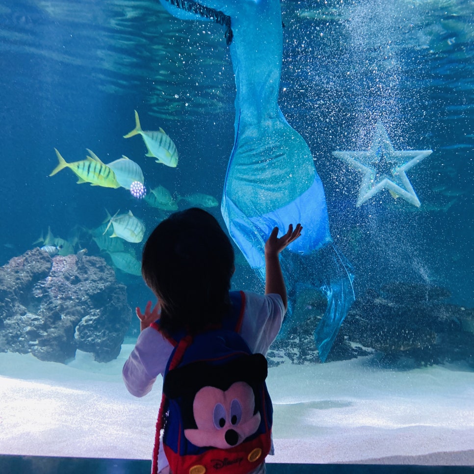 Places to Visit in Seoul with Kids: Hanwha 63 Aqua Planet Seoul Aquarium and Mermaid Show photo 11