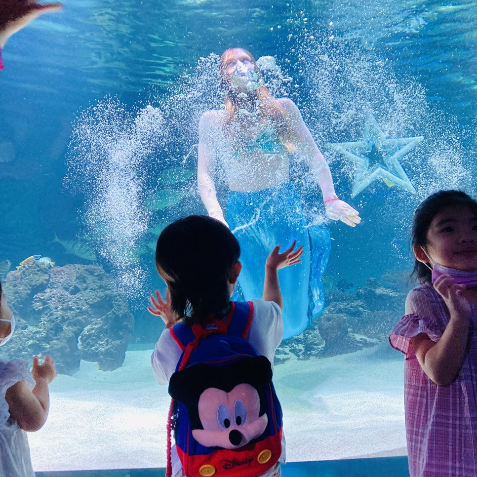 Places to Visit in Seoul with Kids: Hanwha 63 Aqua Planet Seoul Aquarium and Mermaid Show photo 12