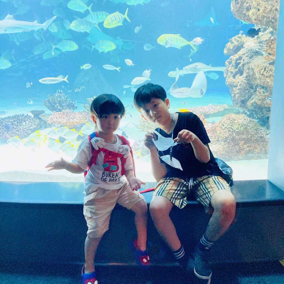 Places to Visit in Seoul with Kids: Hanwha 63 Aqua Planet Seoul Aquarium and Mermaid Show photo 14