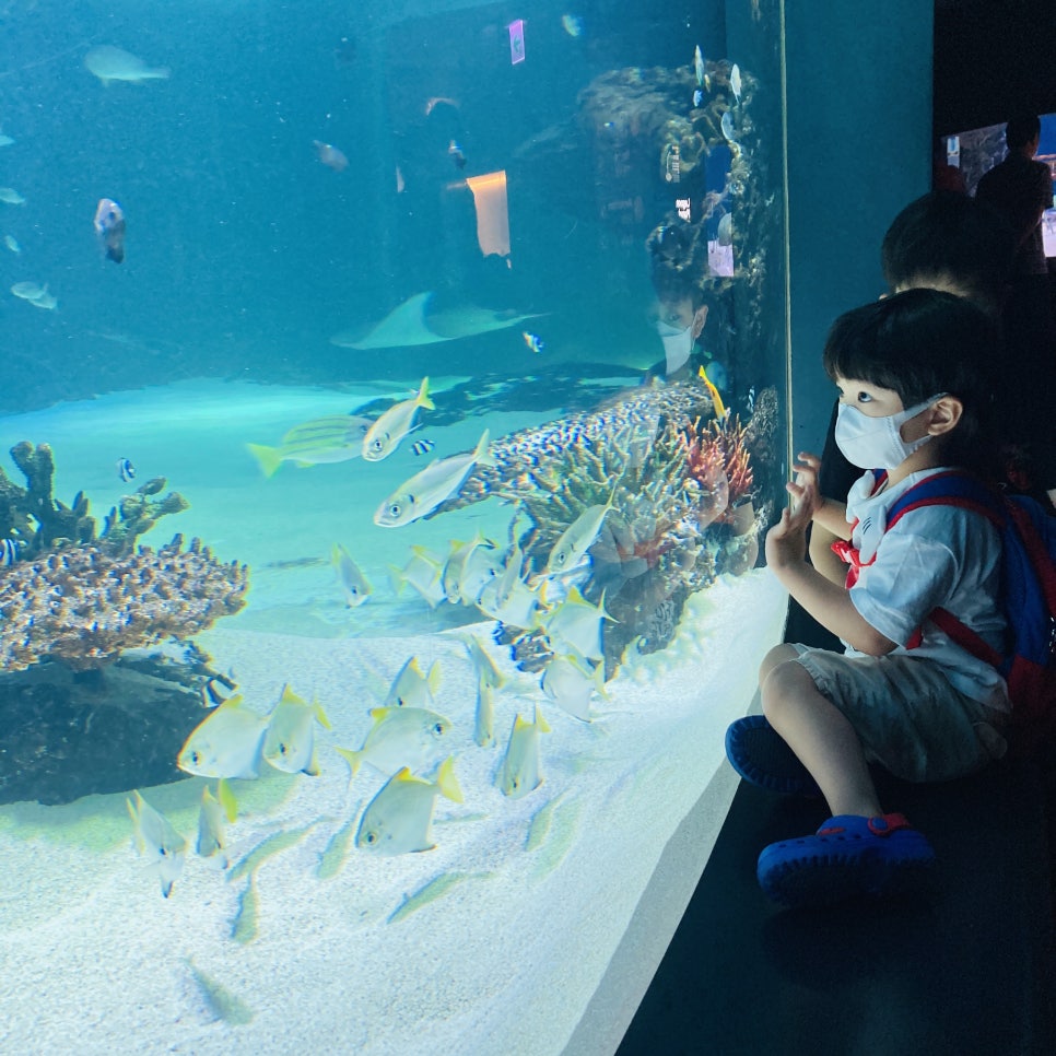 Places to Visit in Seoul with Kids: Hanwha 63 Aqua Planet Seoul Aquarium and Mermaid Show photo 15
