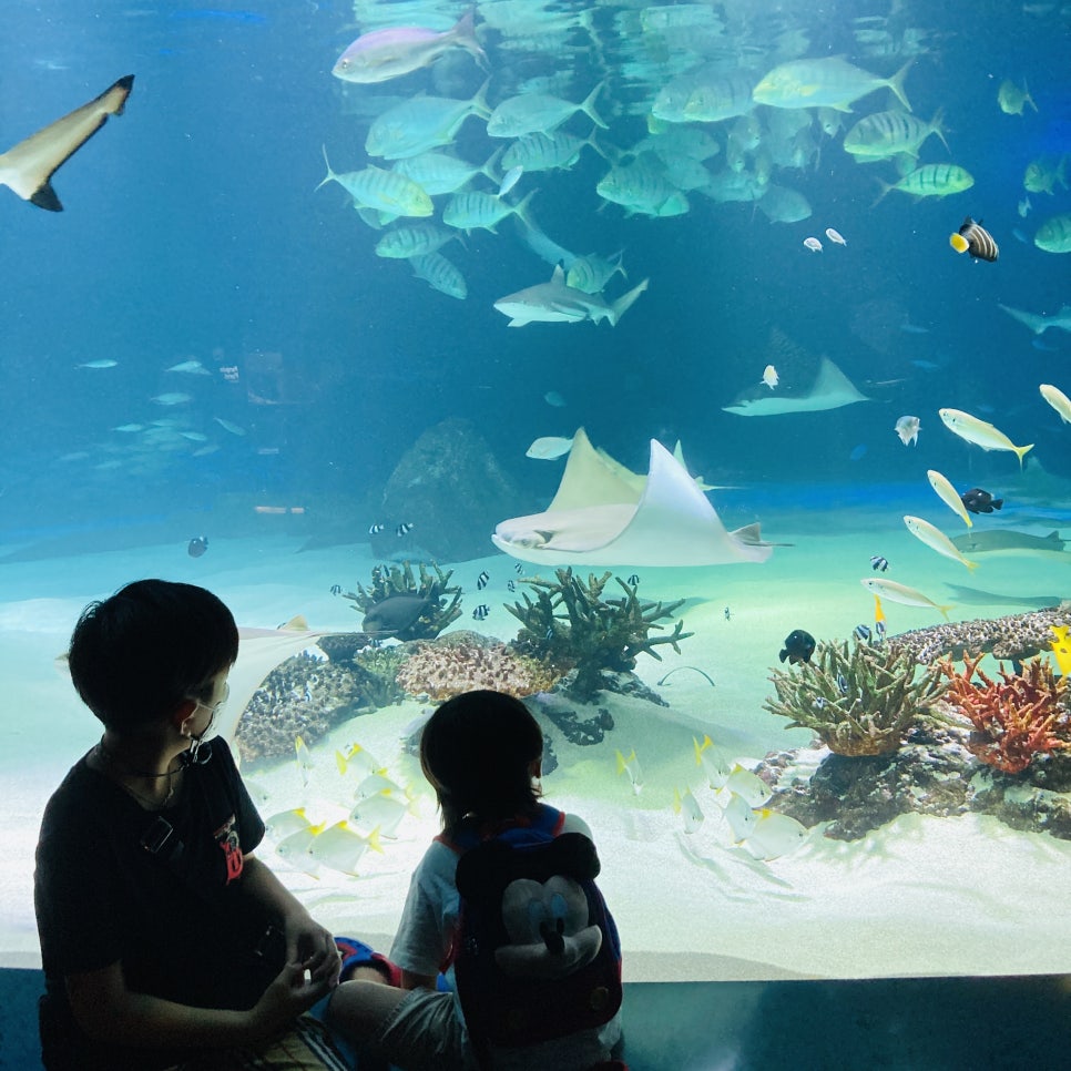 Places to Visit in Seoul with Kids: Hanwha 63 Aqua Planet Seoul Aquarium and Mermaid Show photo 16