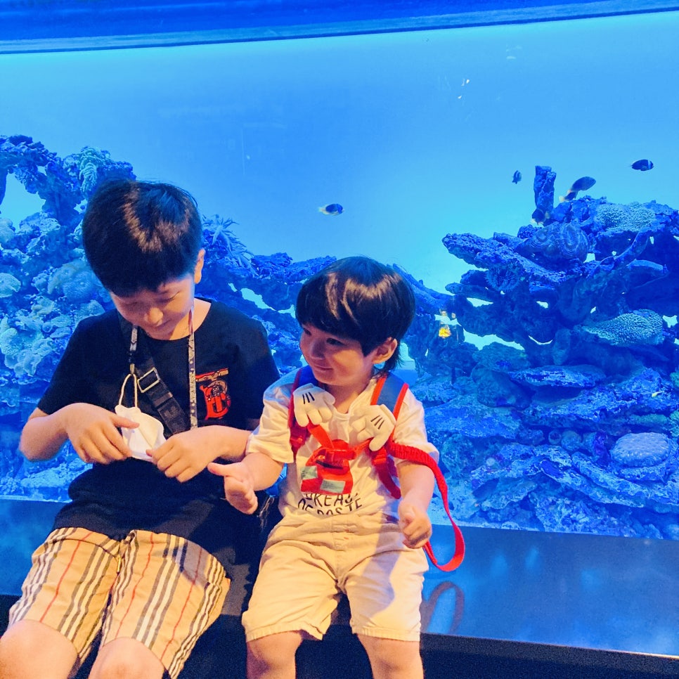 Places to Visit in Seoul with Kids: Hanwha 63 Aqua Planet Seoul Aquarium and Mermaid Show photo 17