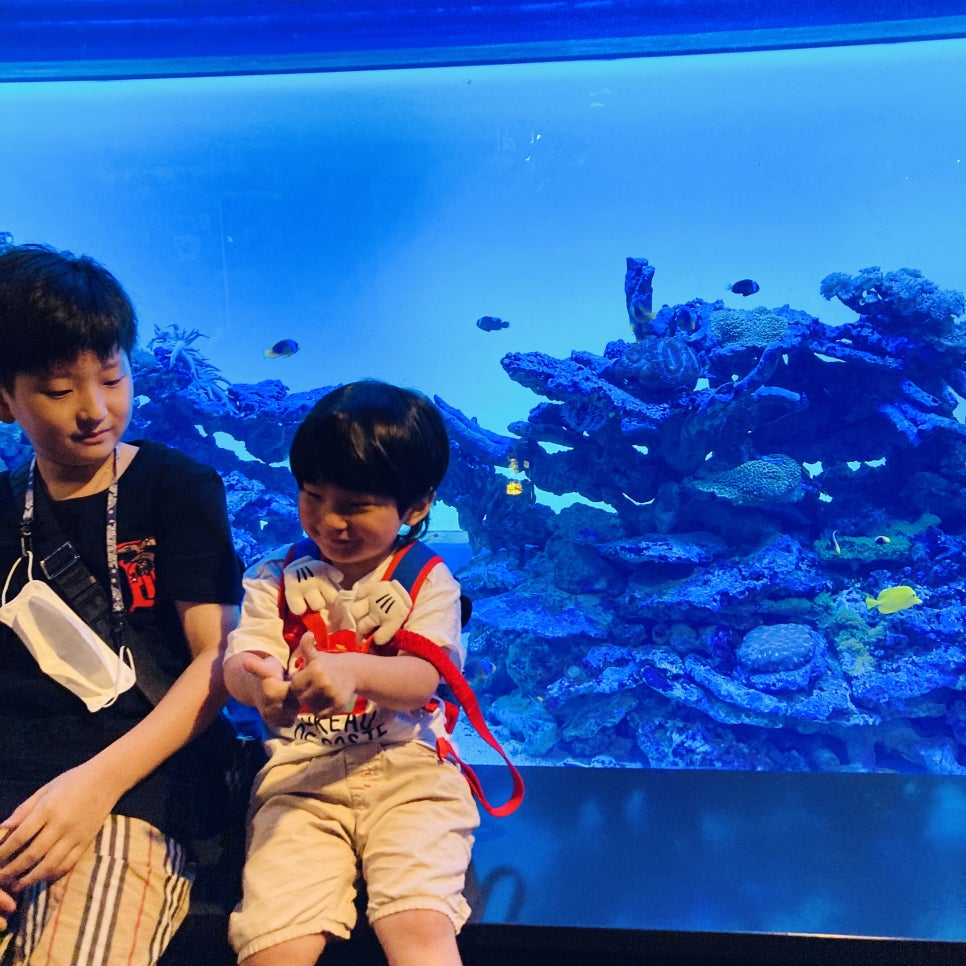 Places to Visit in Seoul with Kids: Hanwha 63 Aqua Planet Seoul Aquarium and Mermaid Show photo 18